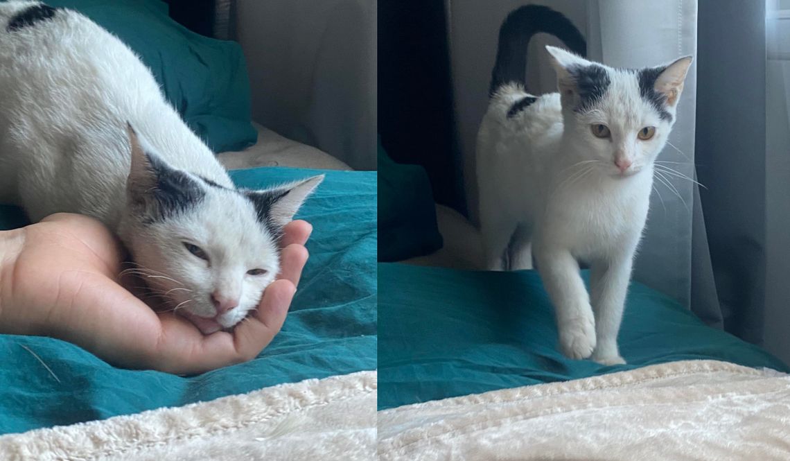 Znaleziono małego kotka. Teraz poszukiwany jest właściciel Znaleziono małego kotka. Teraz poszukiwany jest właściciel