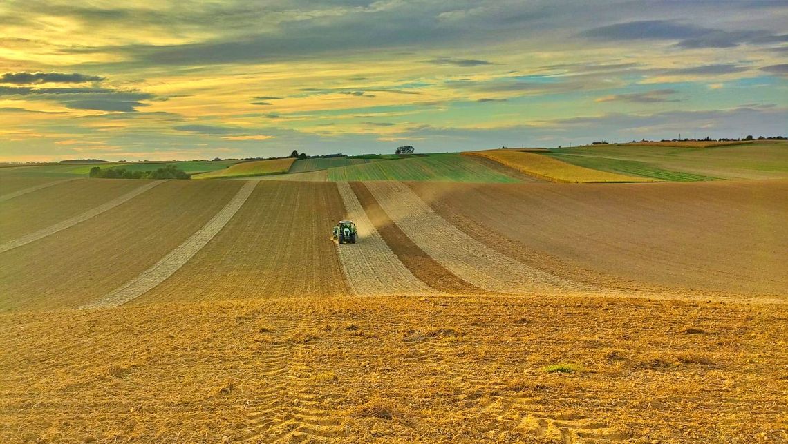 Żniwa bez rekordów. Plony, koszty produkcji i zmiany na polach w powiecie kędzierzyńsko-kozielskim