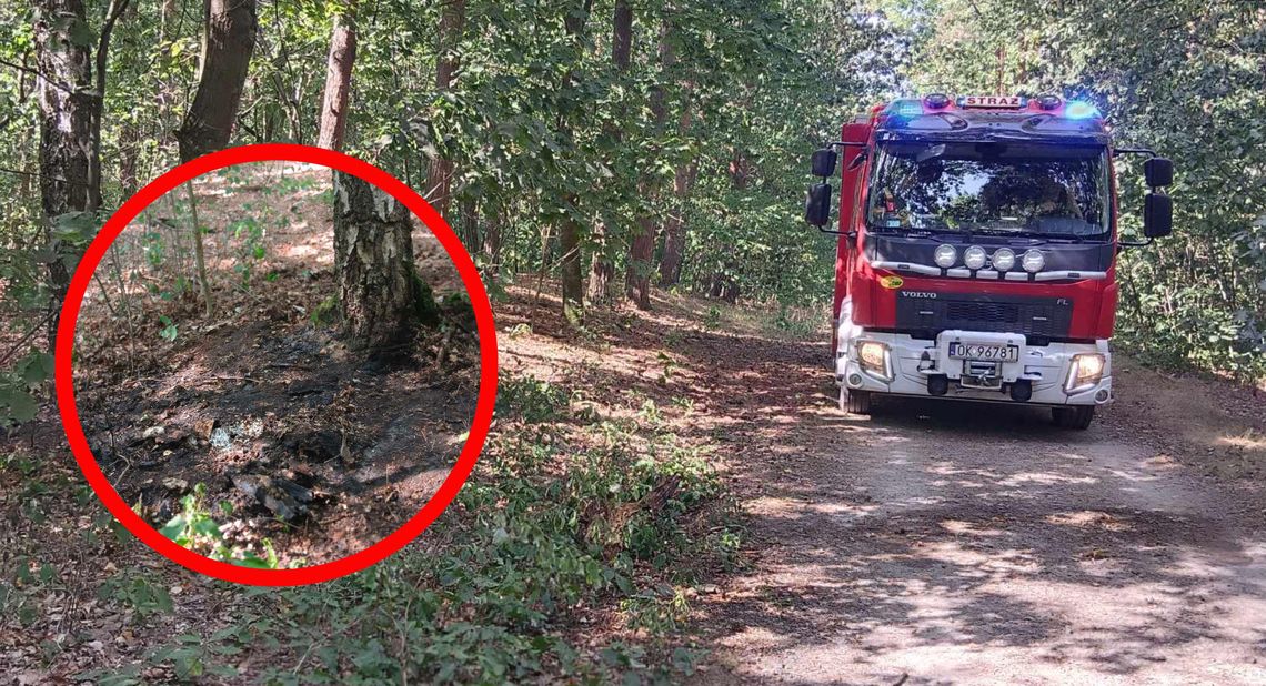 Znów niebezpiecznie w lesie. Przyczyną pożaru ściółki mógł być niedopałek papierosa