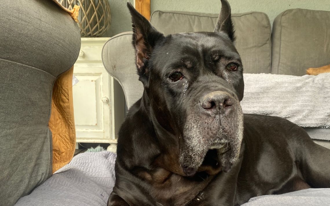 Zora walczy z guzem mózgu. Właścicielka prosi o pomoc w uratowaniu ukochanego psa