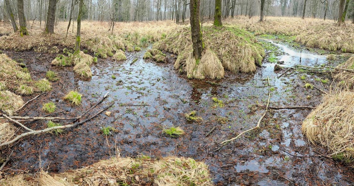 Źródlisko w Nadleśnictwie Kędzierzyn. To tu rodzą się rzeki. ZDJĘCIA