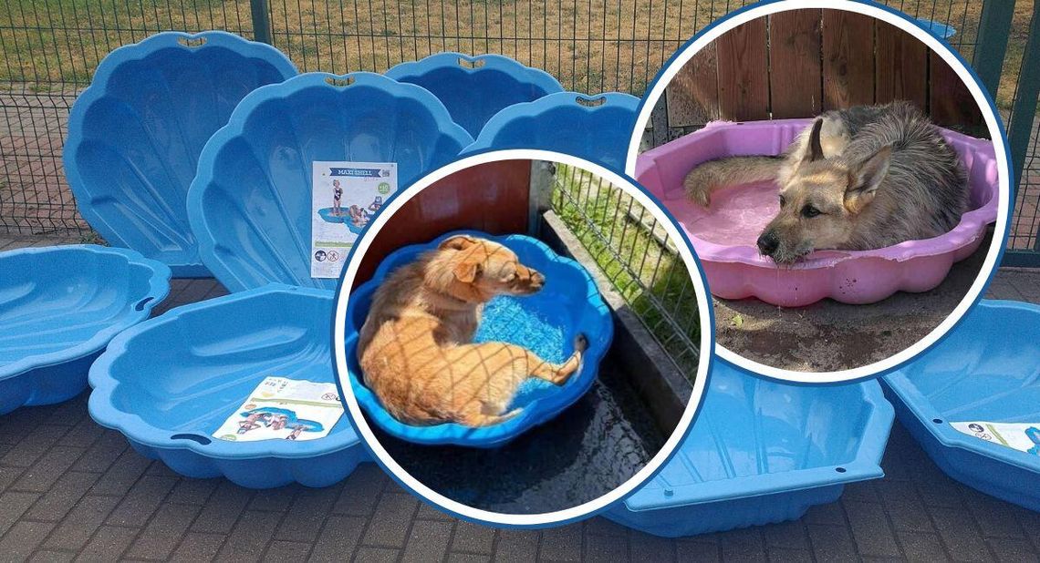 Zwierzęta ze schroniska mają swój "aquapark". Specjalne baseniki przydadzą się w upalne dni