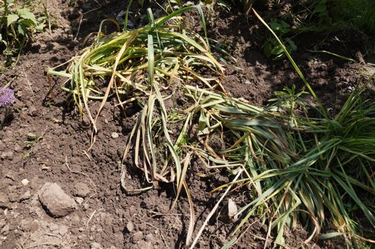 Nic tylko ręce załamać...