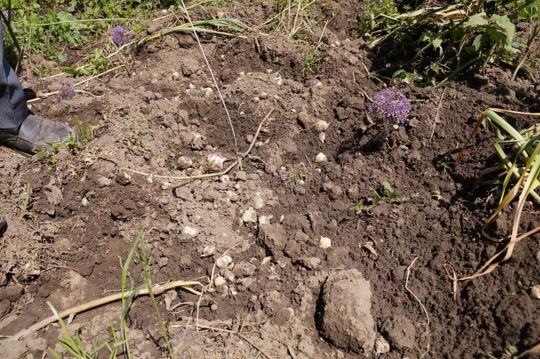Wszystkie cebulki kwiatów zostały wygrzebane z ziemi