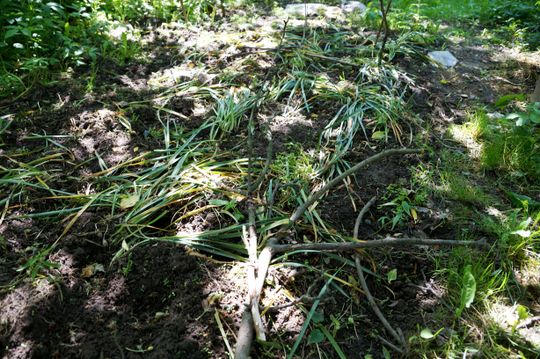 Nie przeszło tędy tornadto, tylko dziki