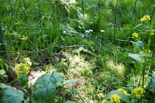 Dziki przechodzą m.in. w tym miejscu