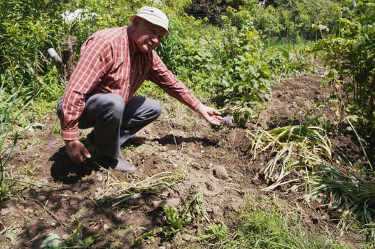Dziki stratowały wszystko co napotkały na swojej drodze